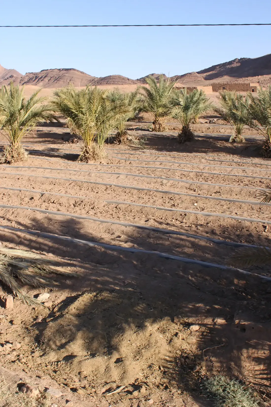 Palm groves and desert near Zagora